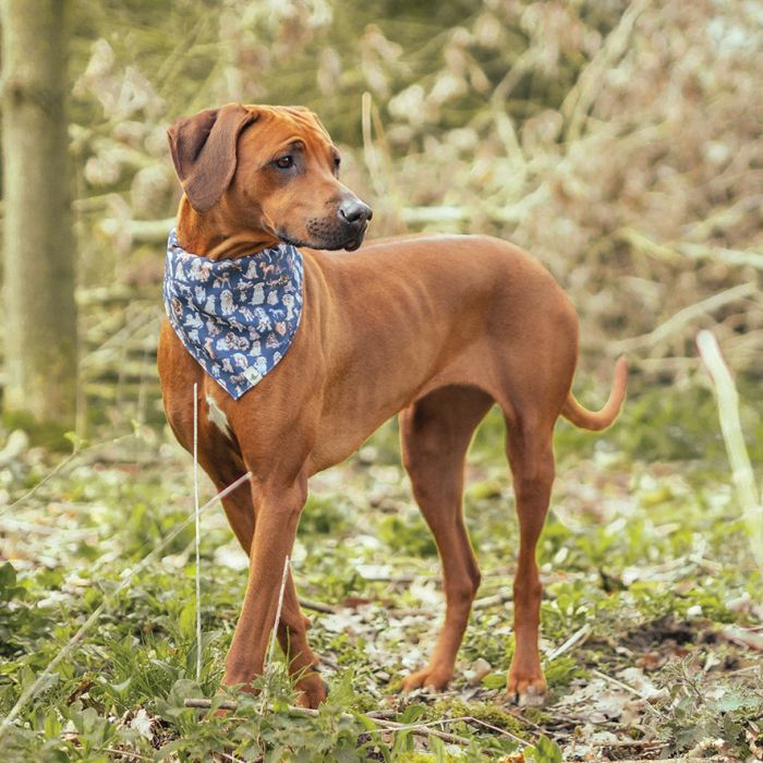 PETBAND002 Hundehalstuch - M/L